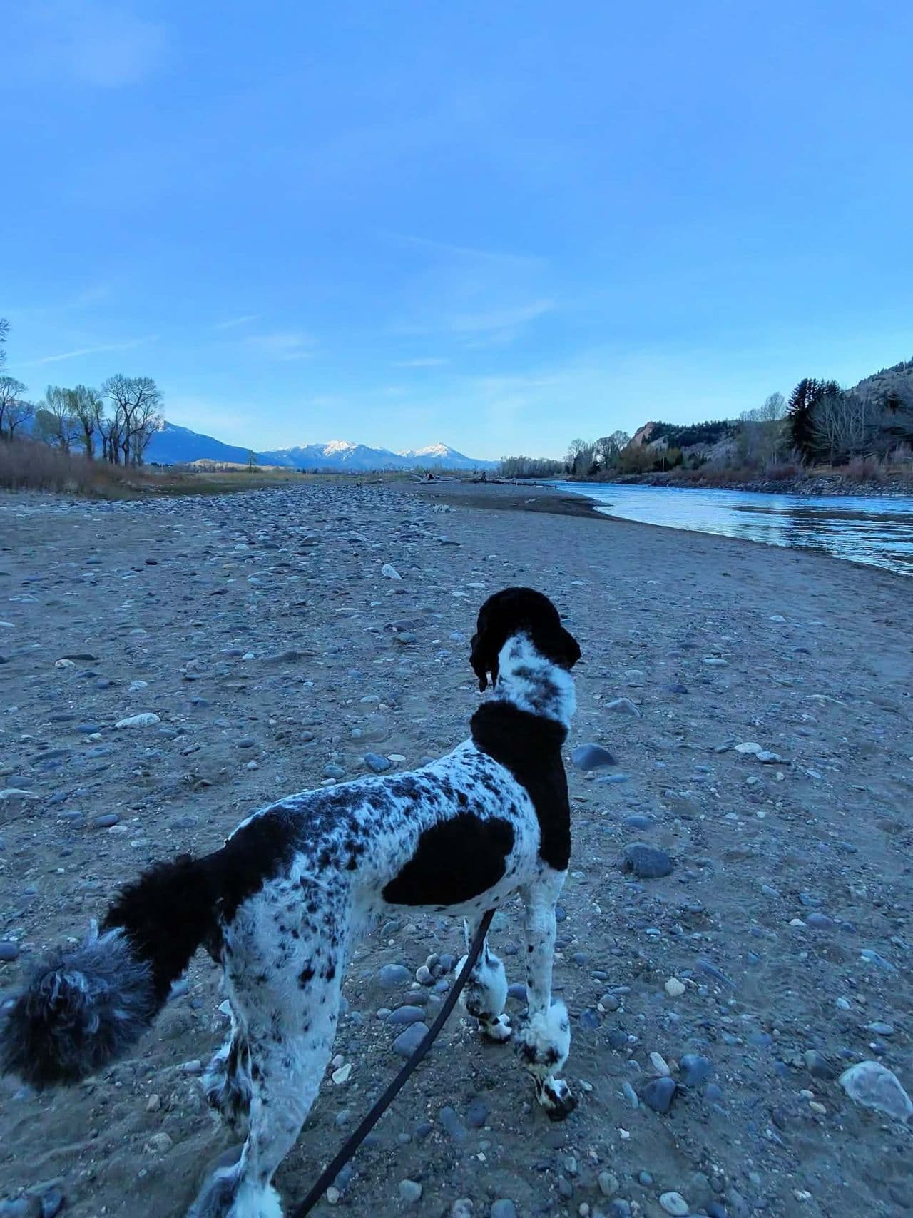 Pet travel photo 2