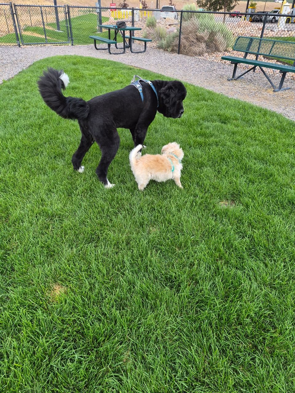 Pet travel photo 2