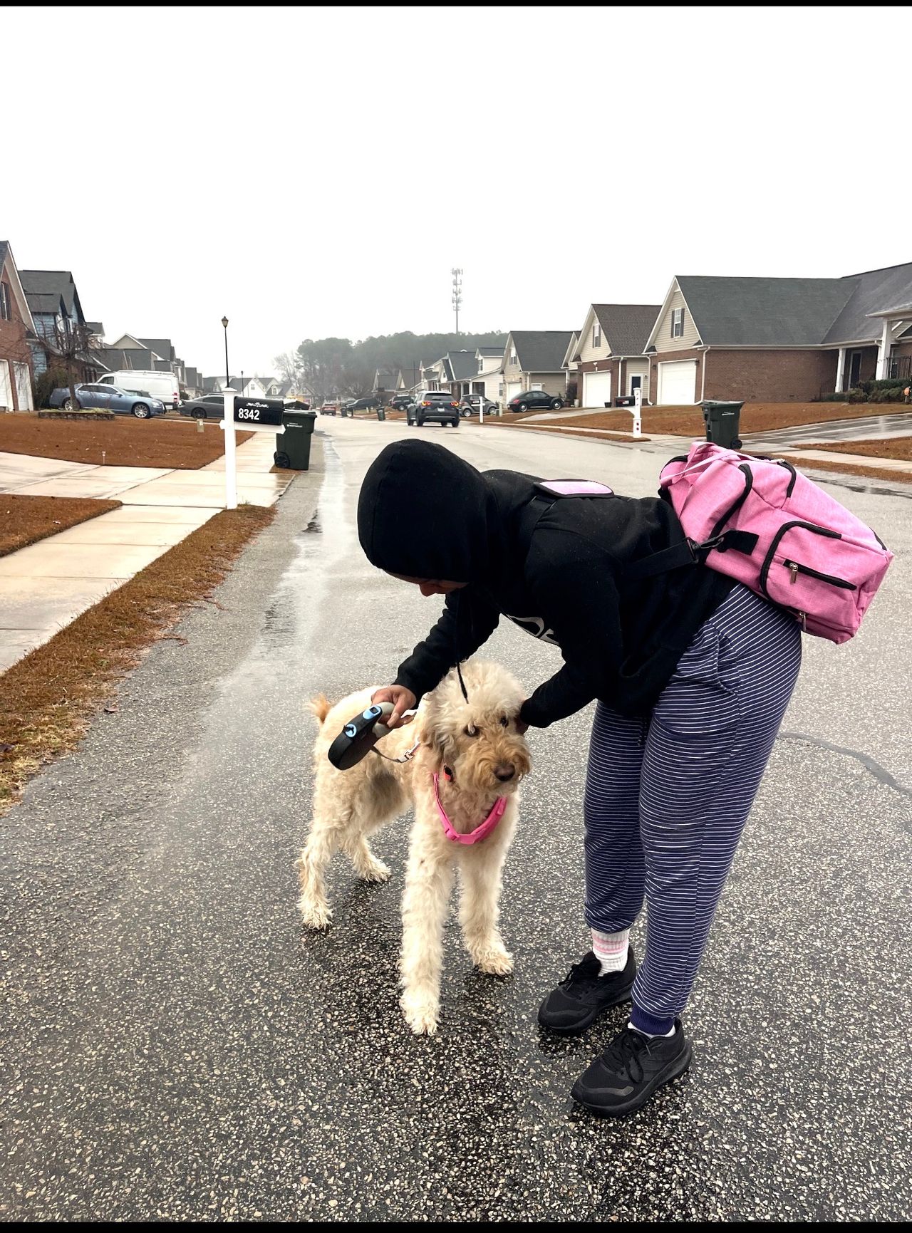 Pet travel photo 2