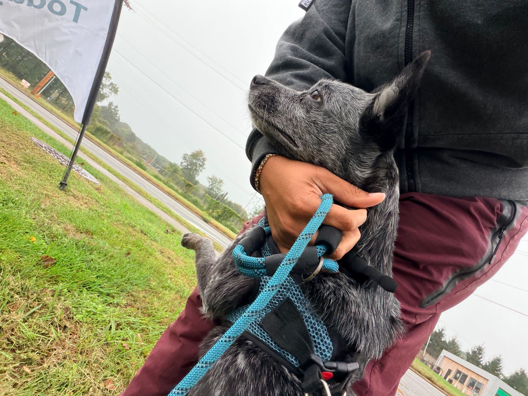 Pet travel photo 3