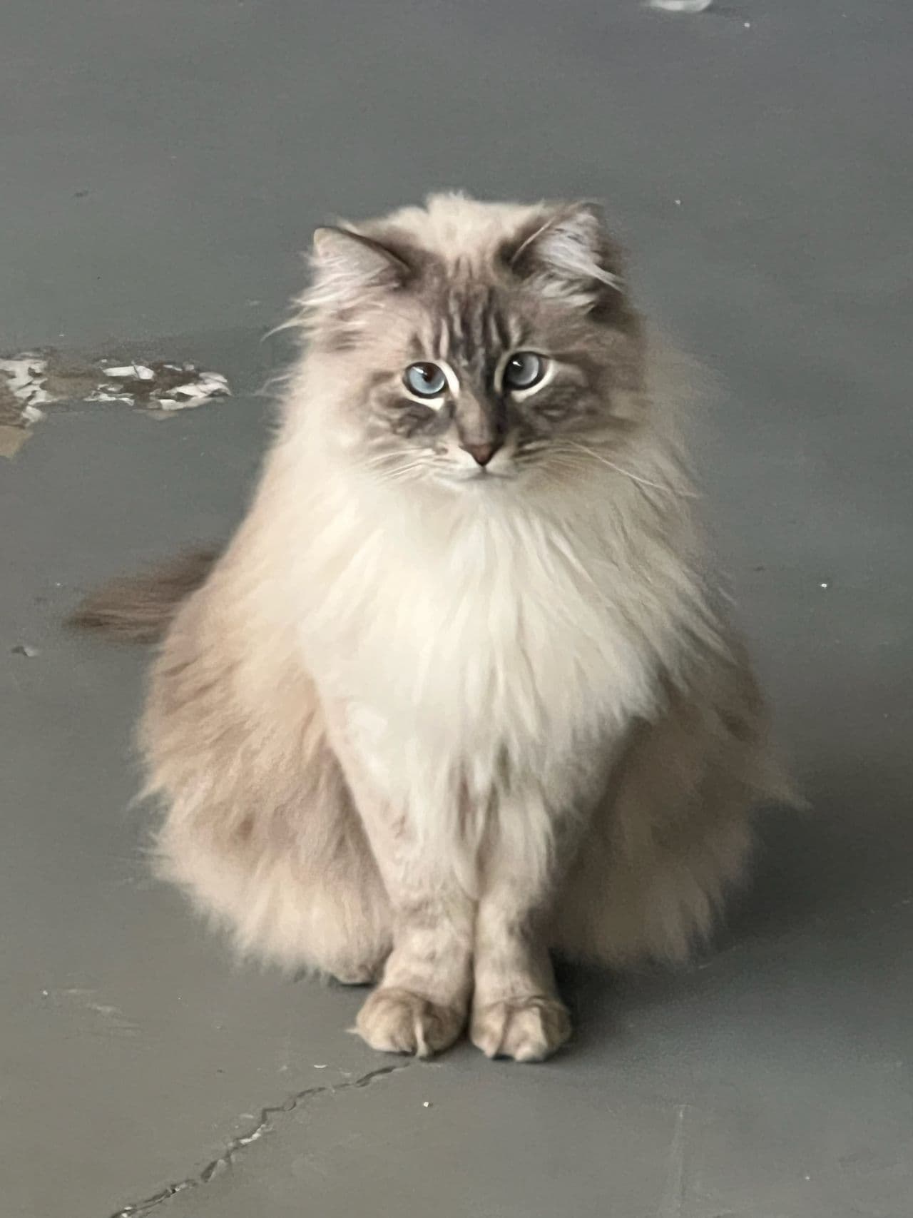 Pet travel photo 1