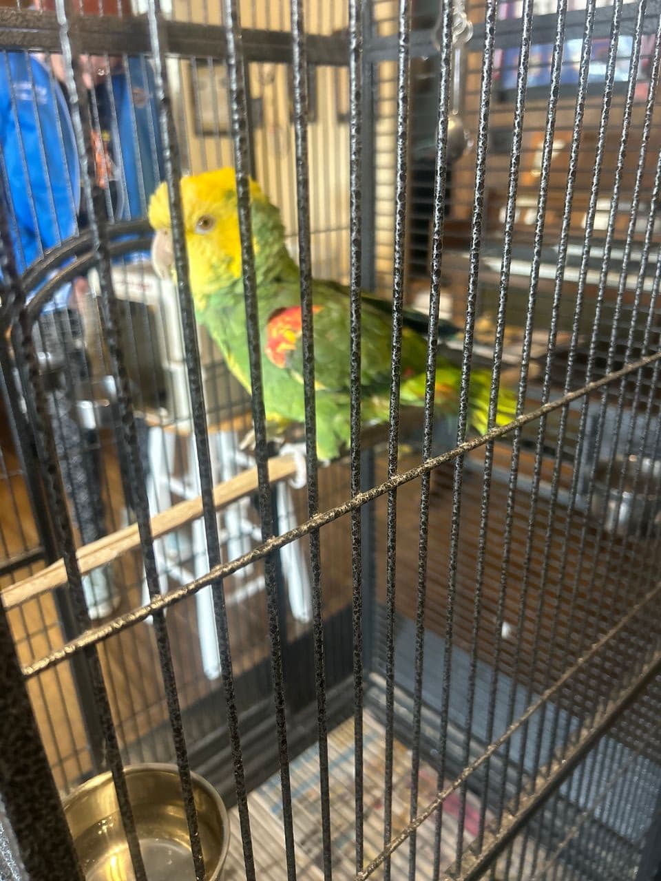 Pet travel photo 2