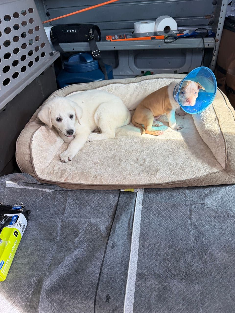 Pet travel photo 3