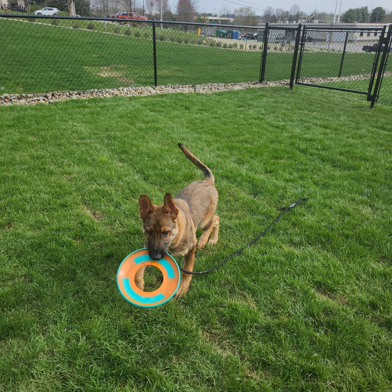 Pet travel photo 6
