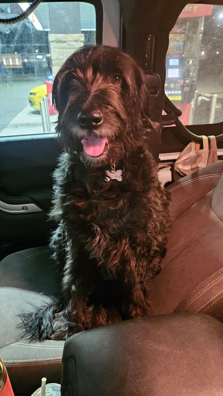 Pet travel photo 1