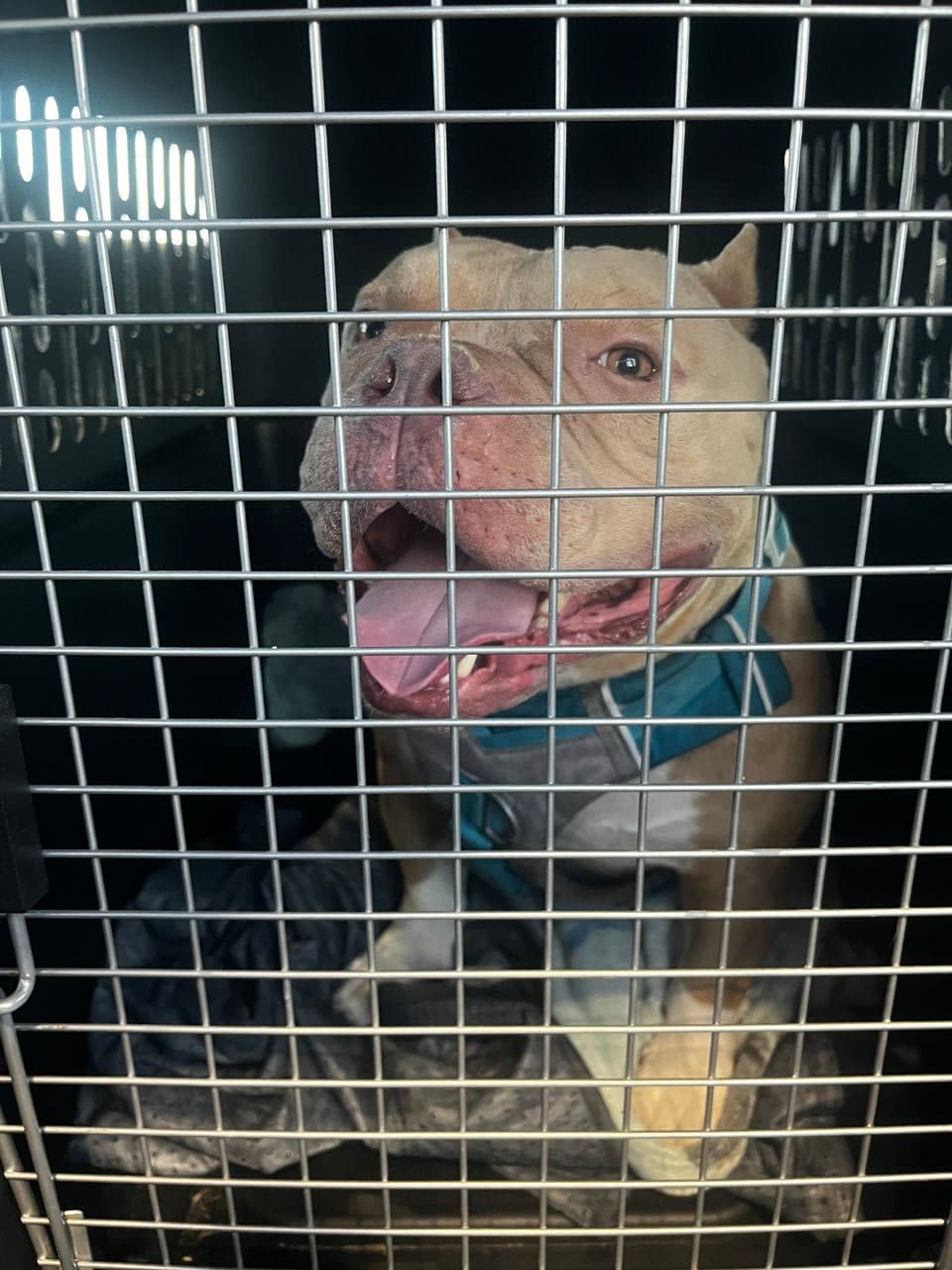 Pet travel photo 4