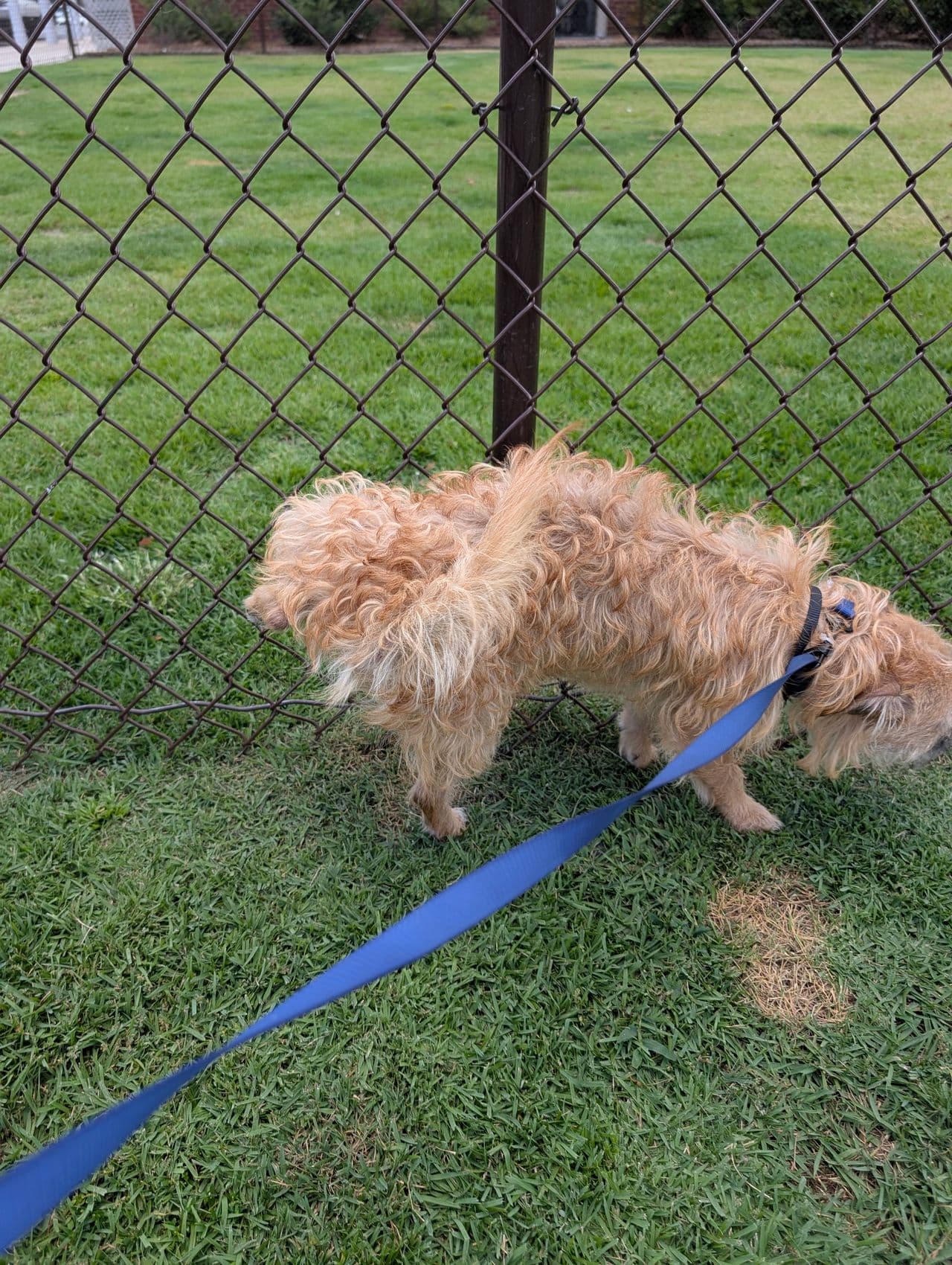 Pet travel photo 5