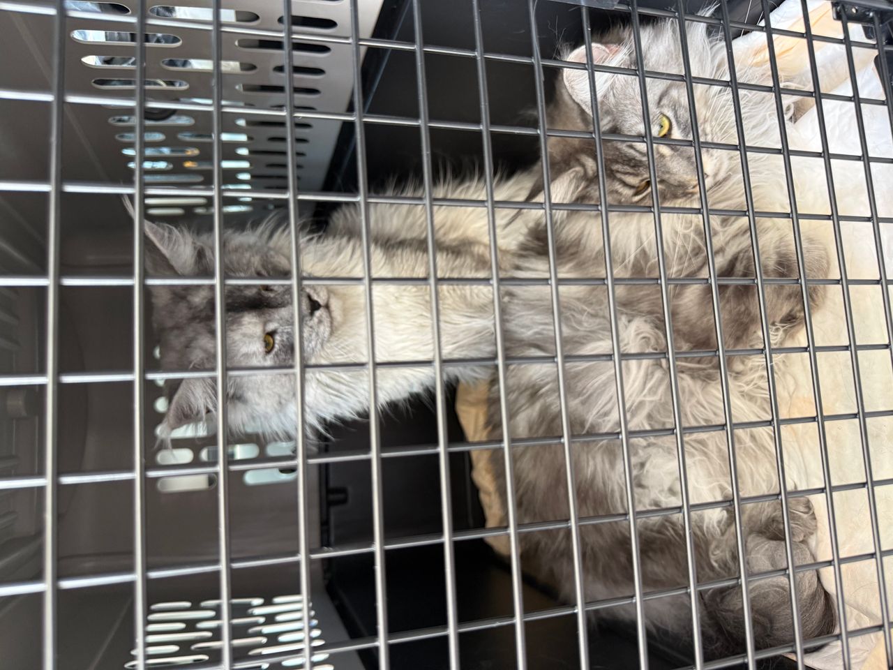 Pet travel photo 5