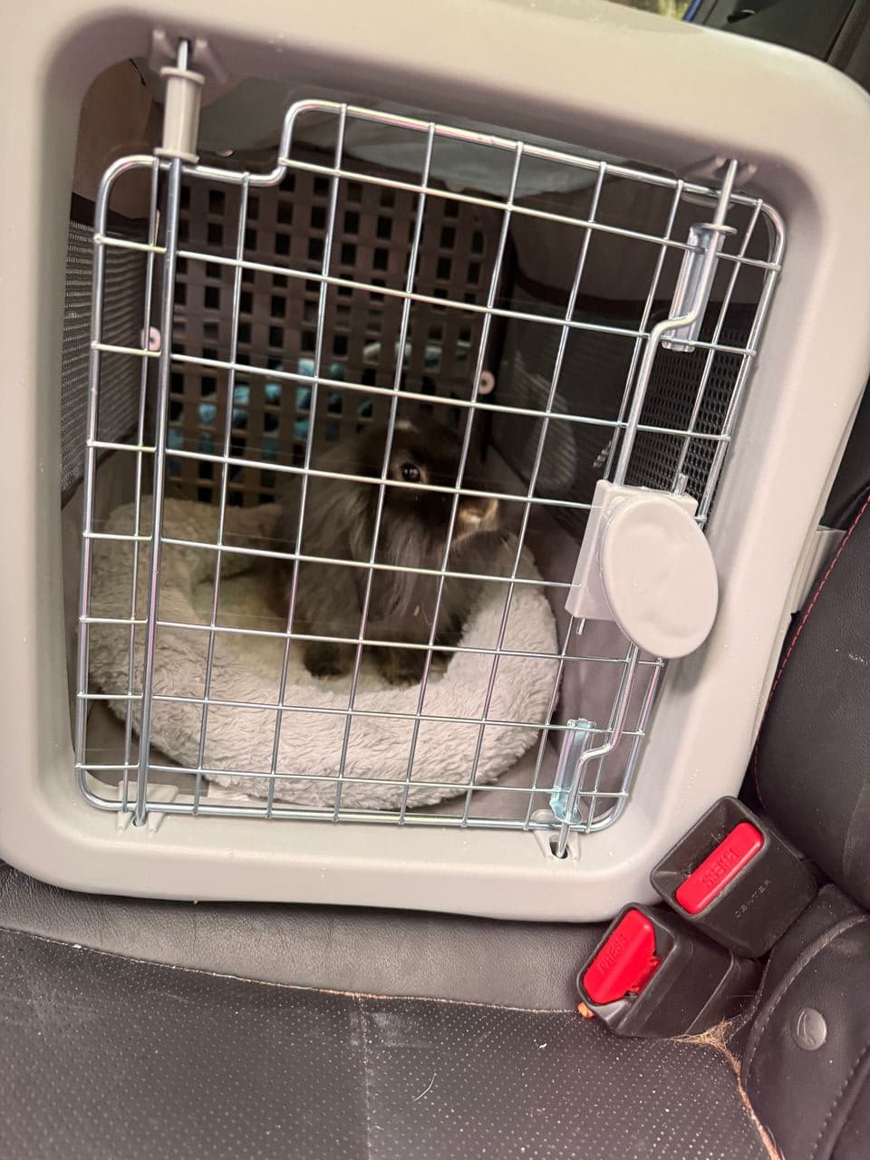 Pet travel photo 1