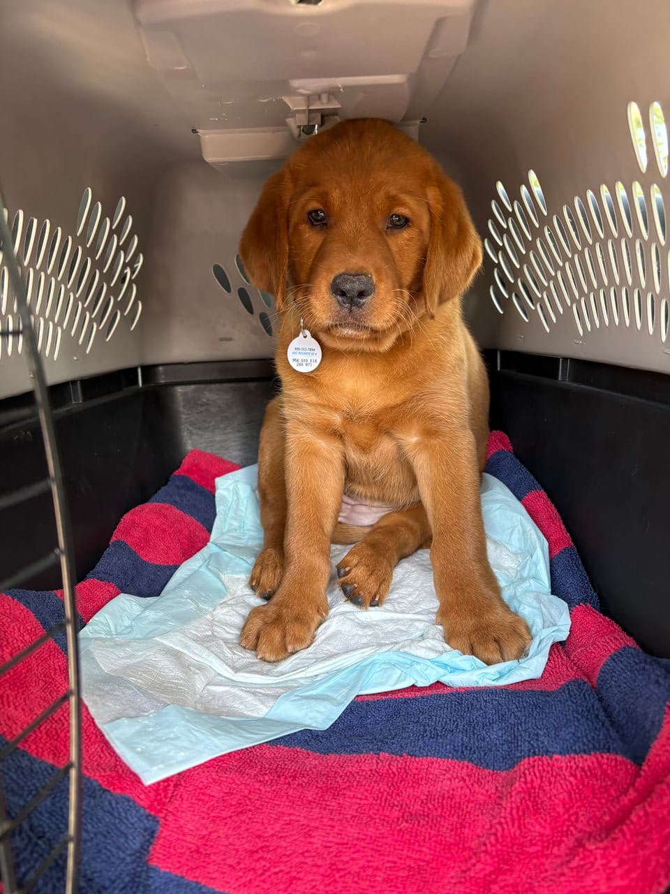 Pet travel photo 4