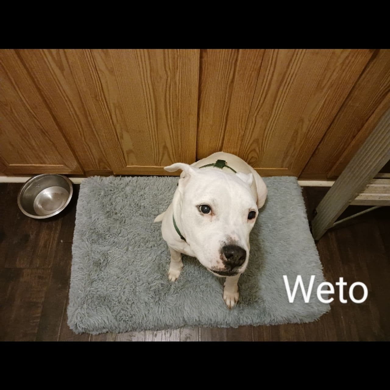 Pet travel photo 2