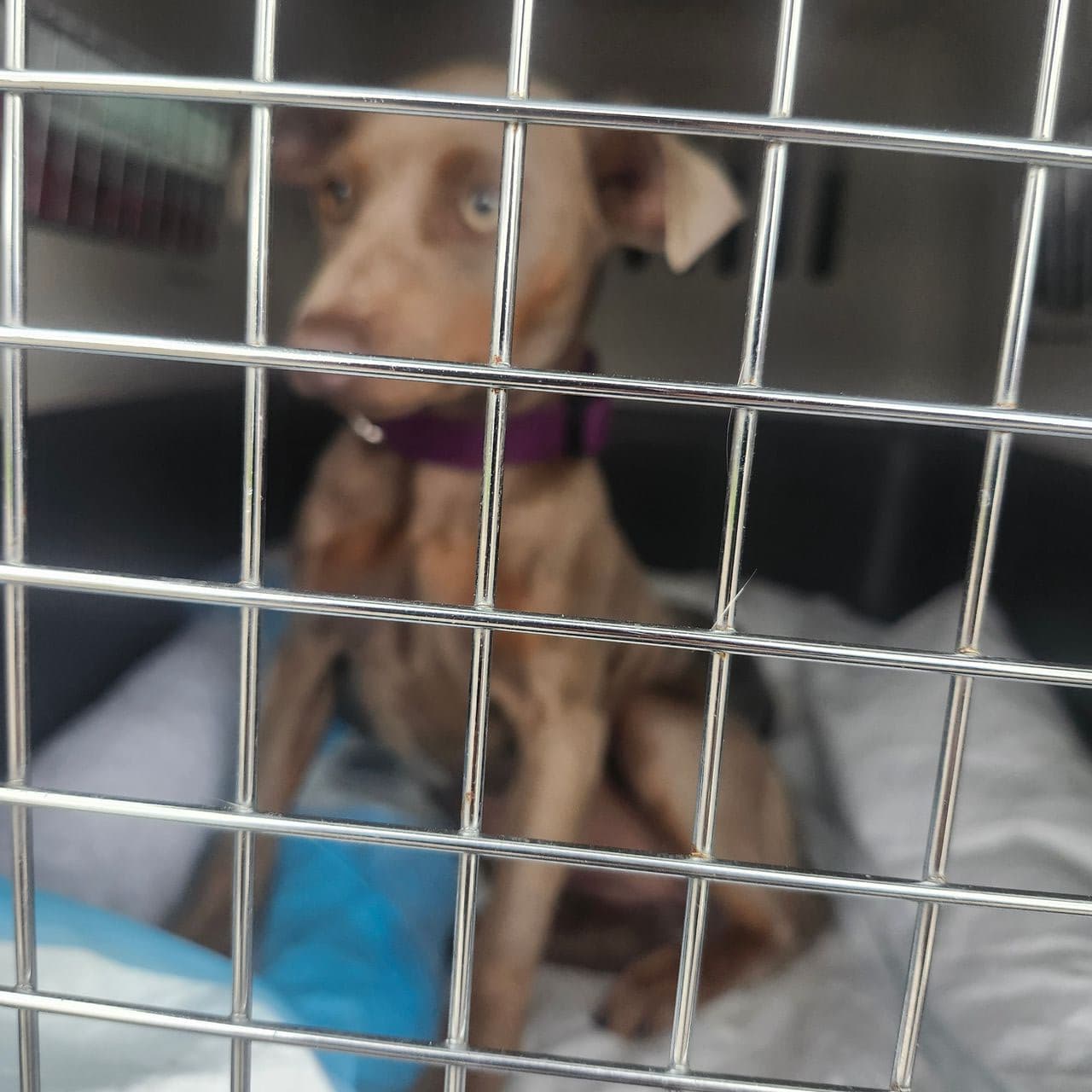 Pet travel photo 4