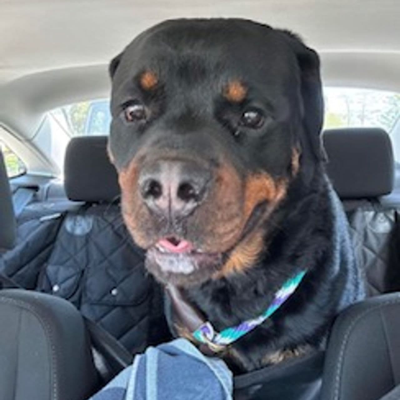 Pet travel photo 4