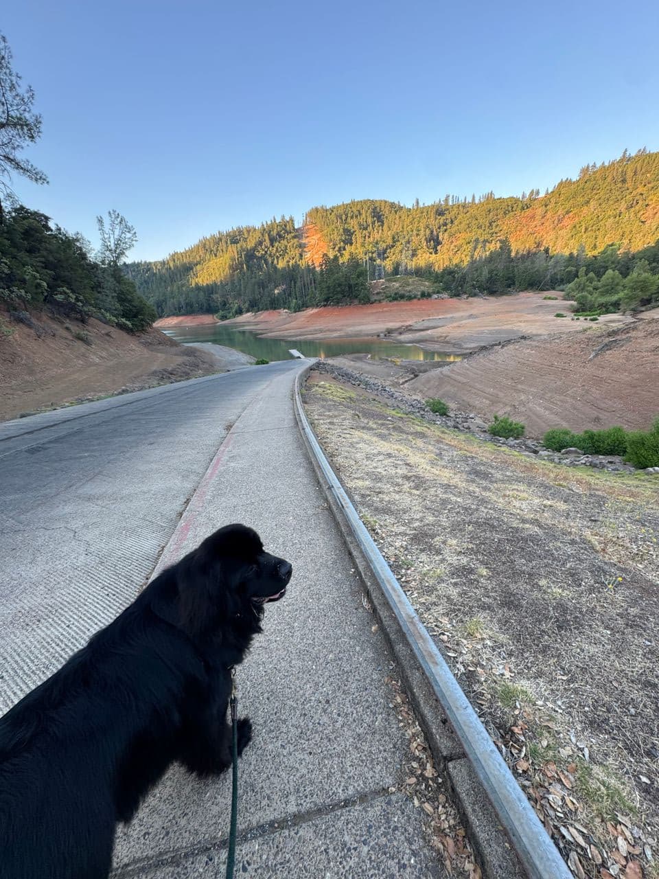 Pet travel photo 3