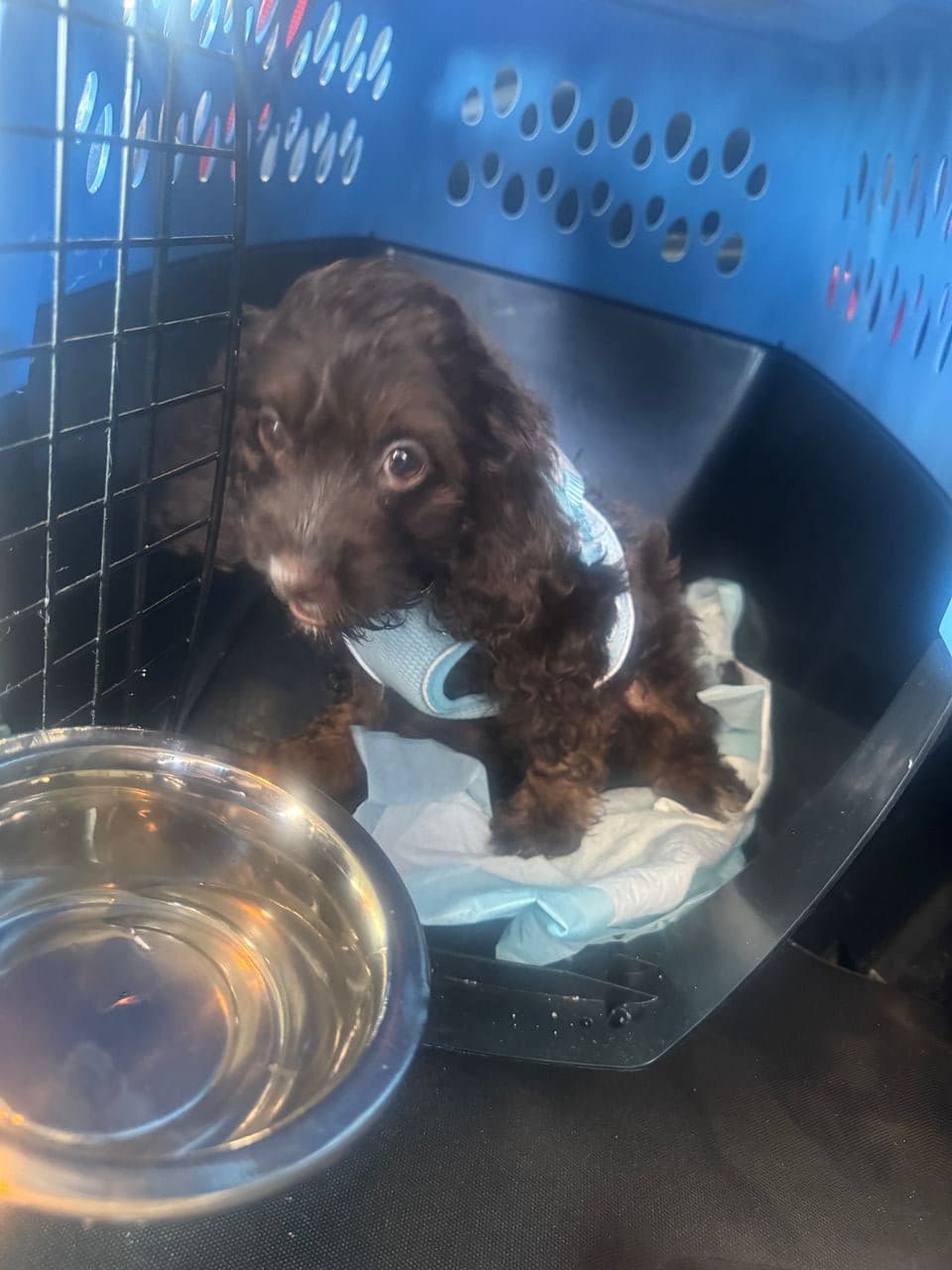 Pet travel photo 5