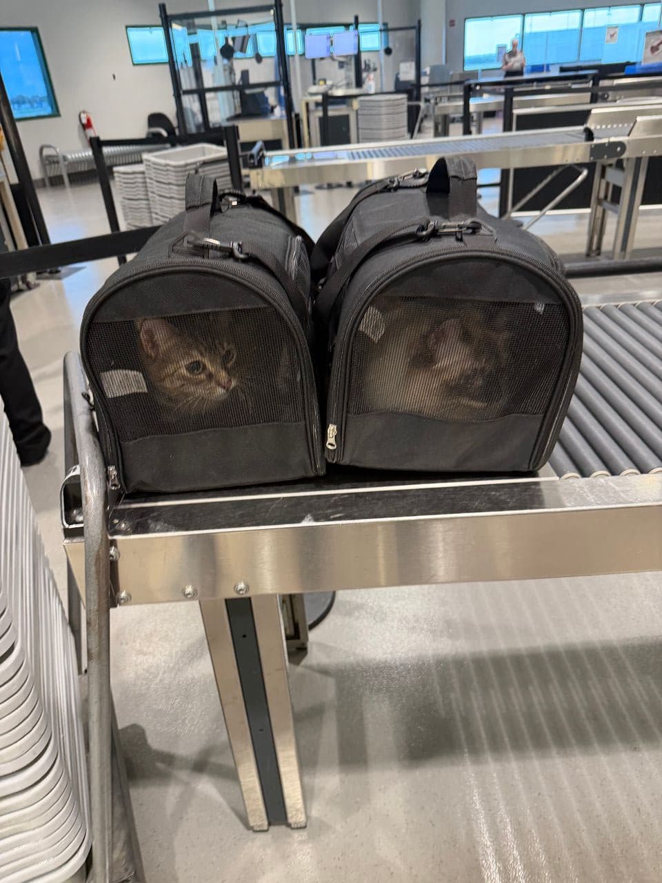 Pet travel photo 4