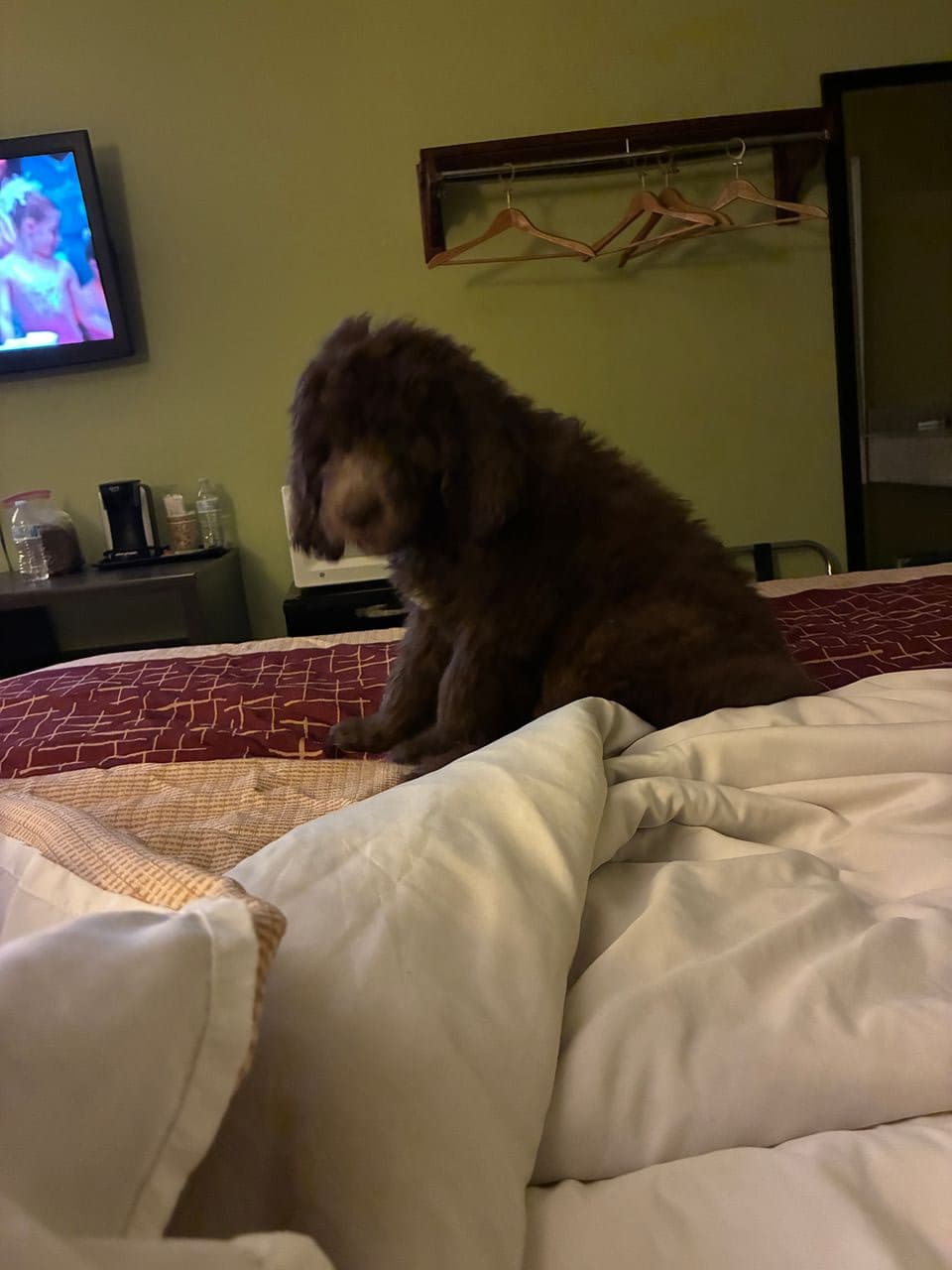Pet travel photo 6