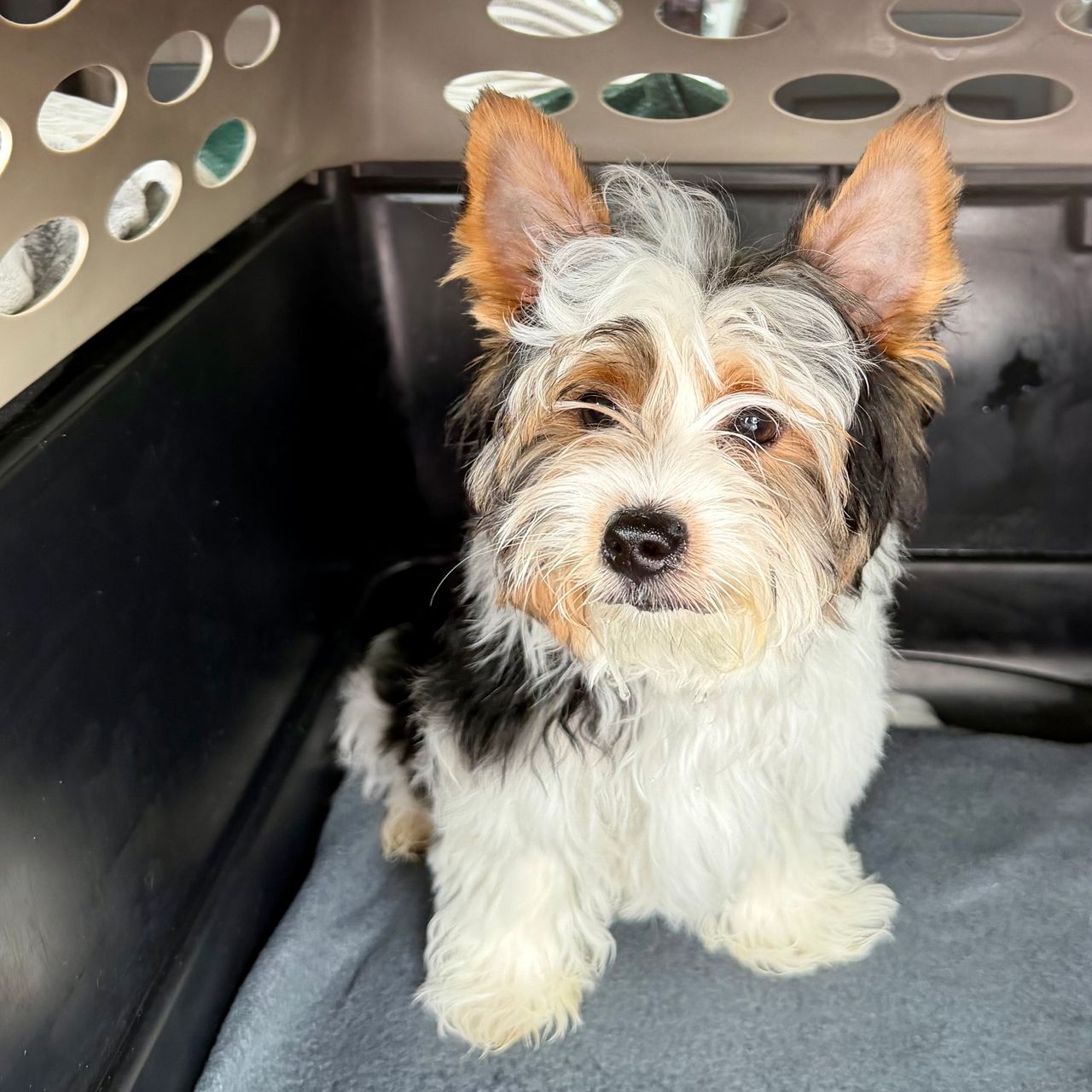 Pet travel photo 6