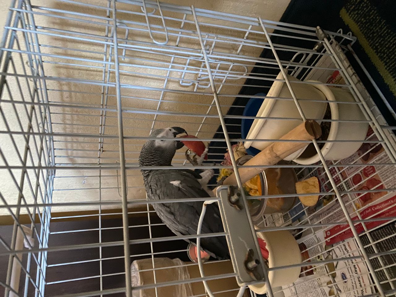 Pet travel photo 3