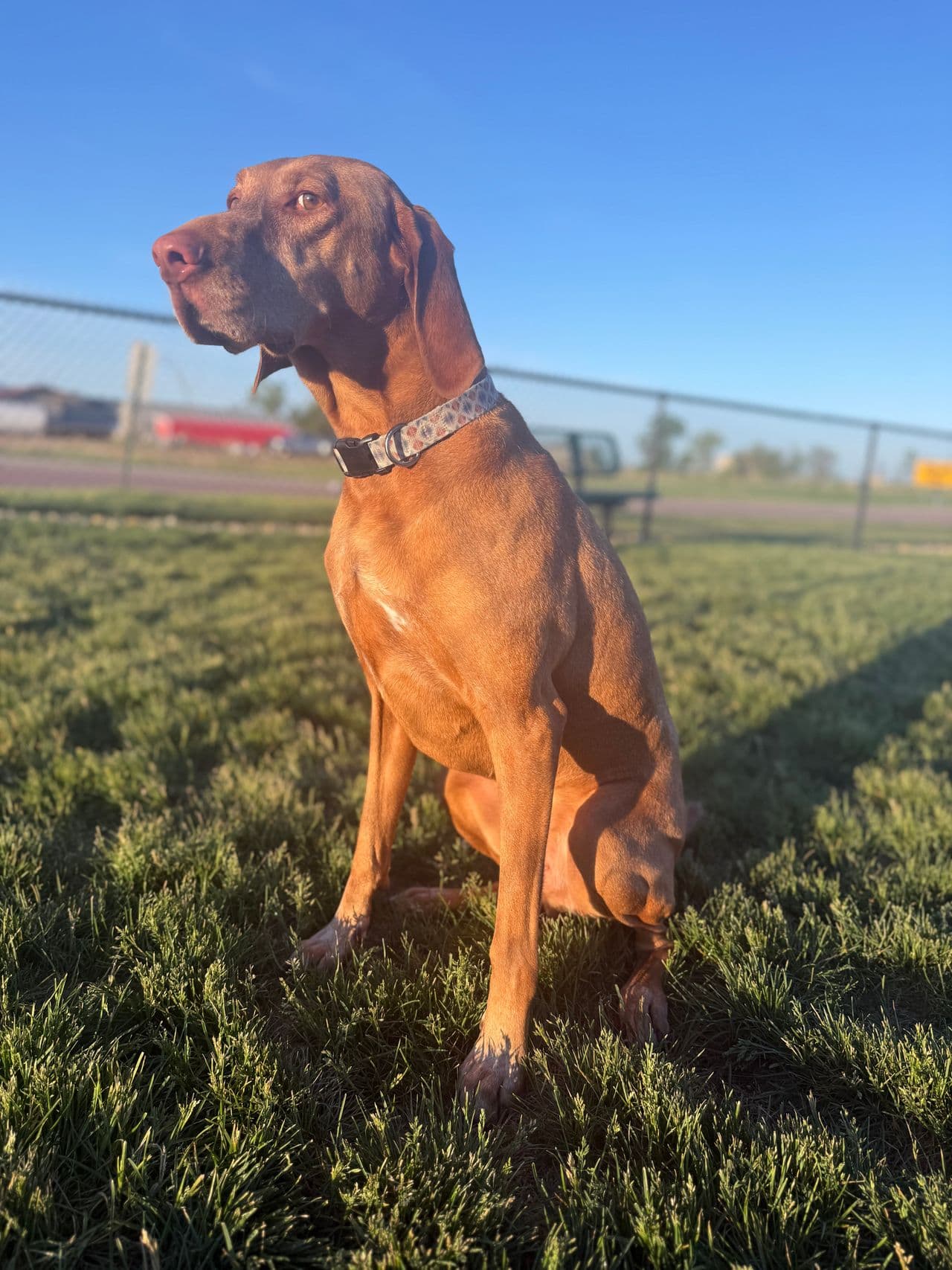 Pet travel photo 5