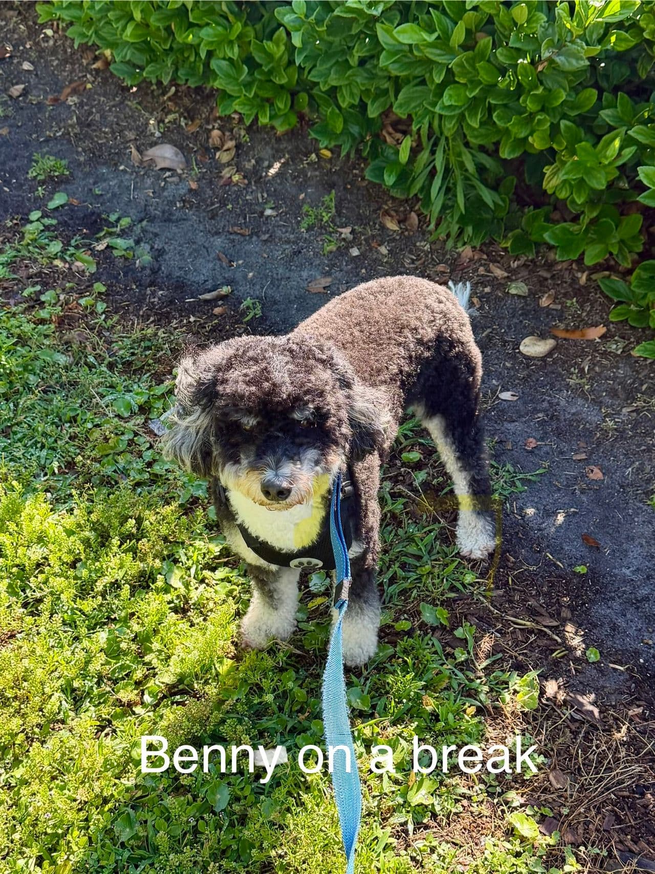 Pet travel photo 5