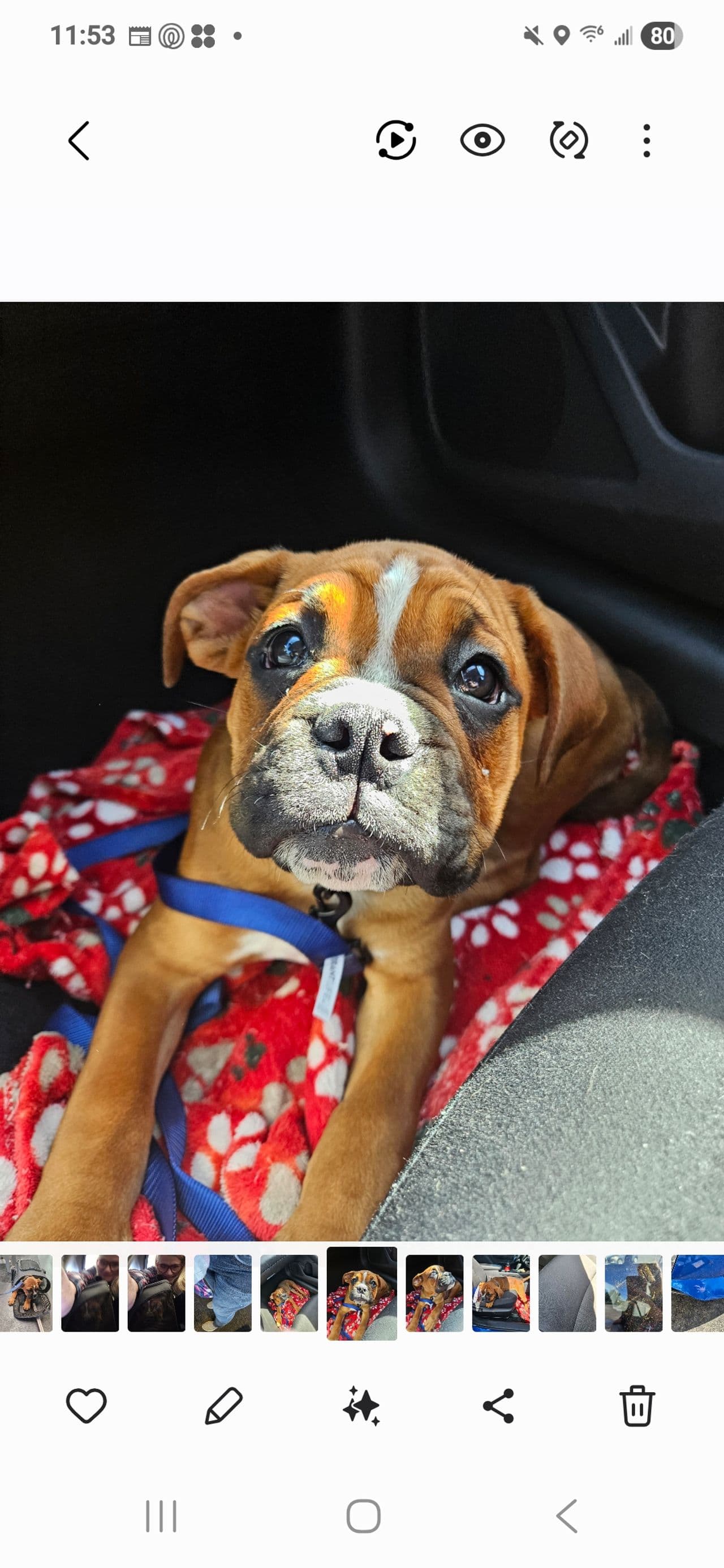 Pet travel photo 3