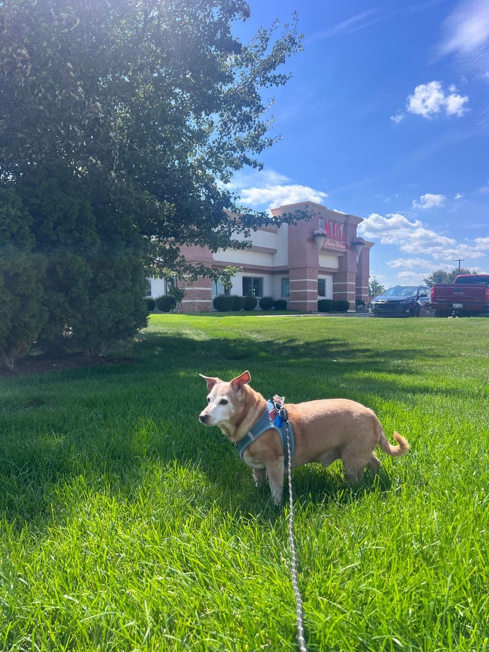 Pet travel photo 5