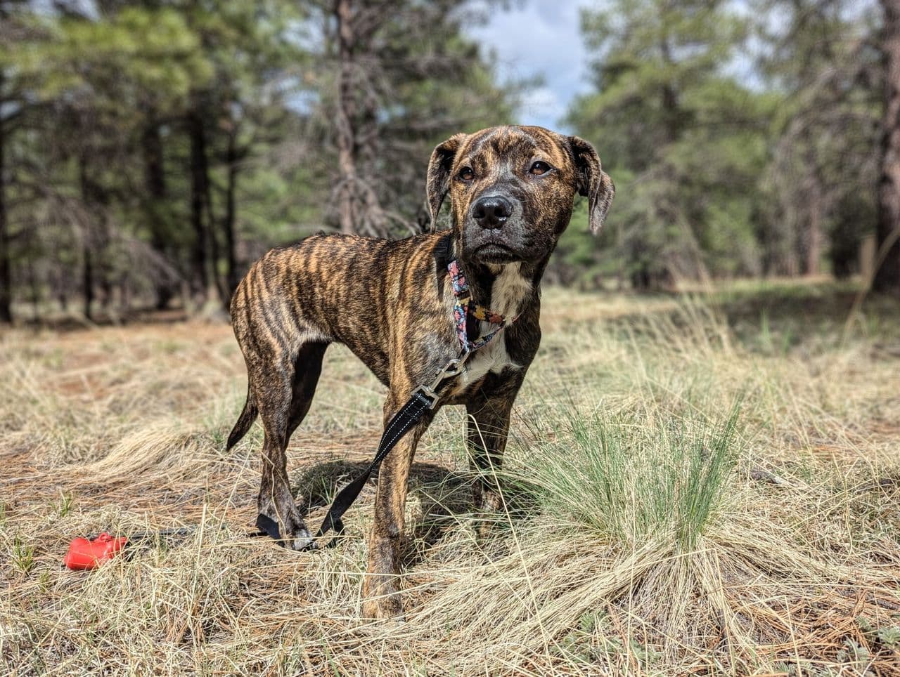 Pet travel photo 4