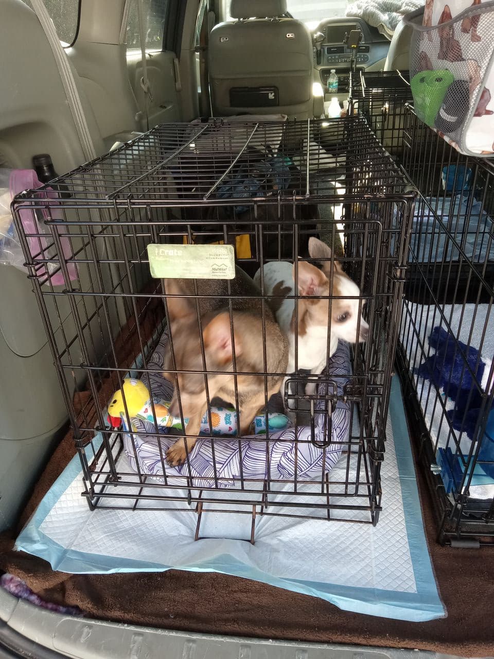 Pet travel photo 3