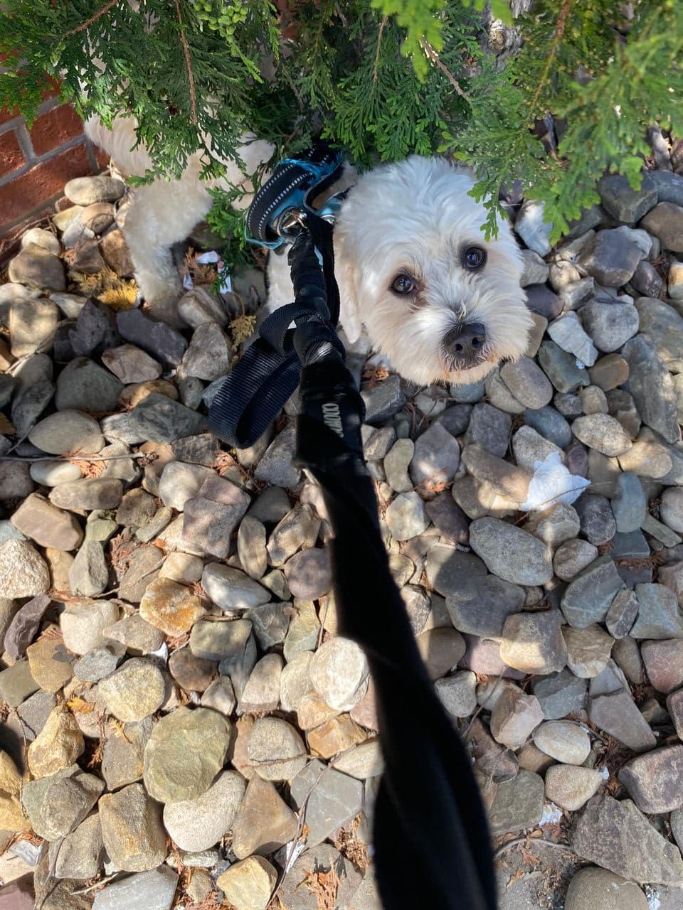 Pet travel photo 1