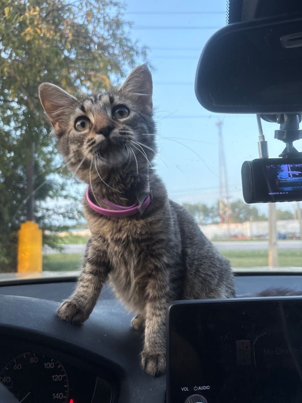 Pet travel photo 5