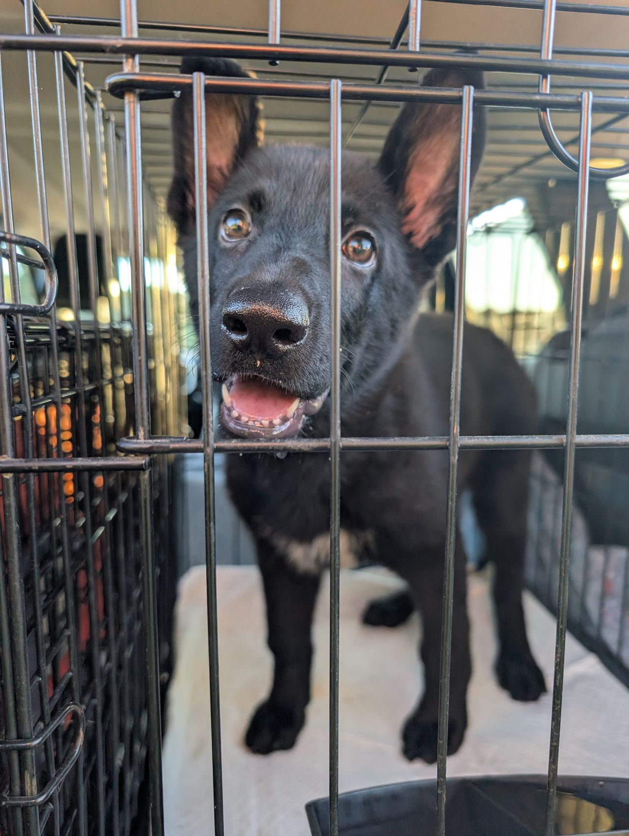 Pet travel photo 2