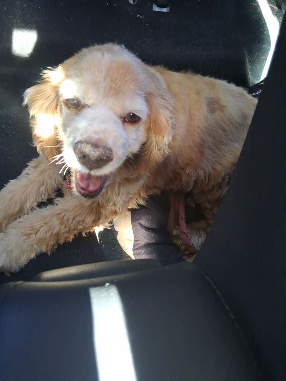 Pet travel photo 4