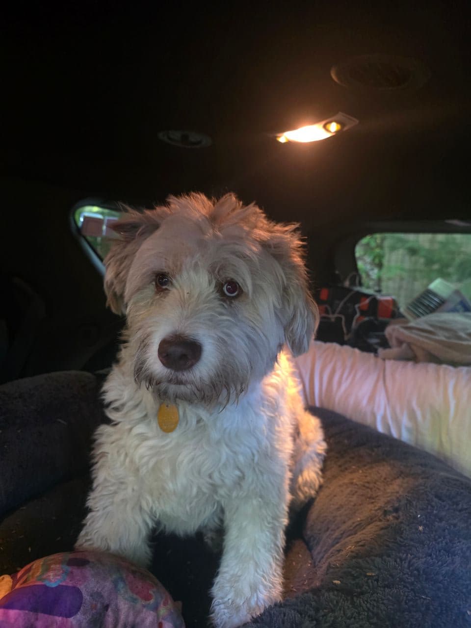 Pet travel photo 1