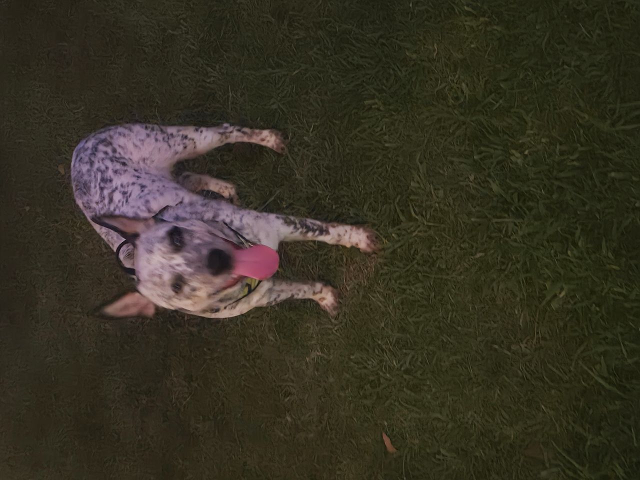 Pet travel photo 3