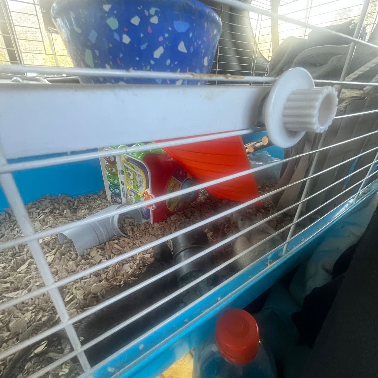 Pet travel photo 5