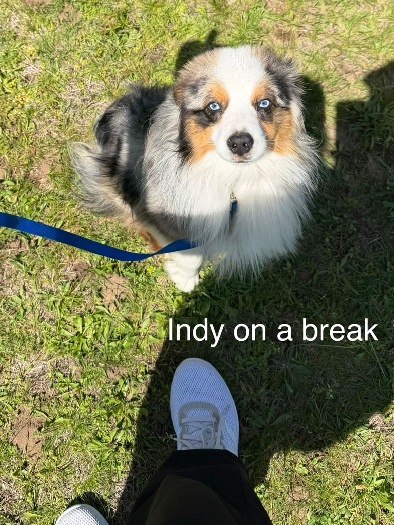 Pet travel photo 4
