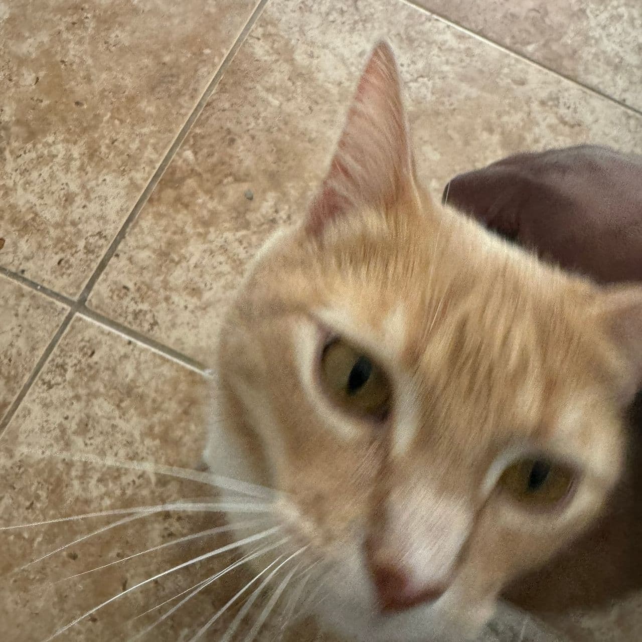 Pet travel photo 4