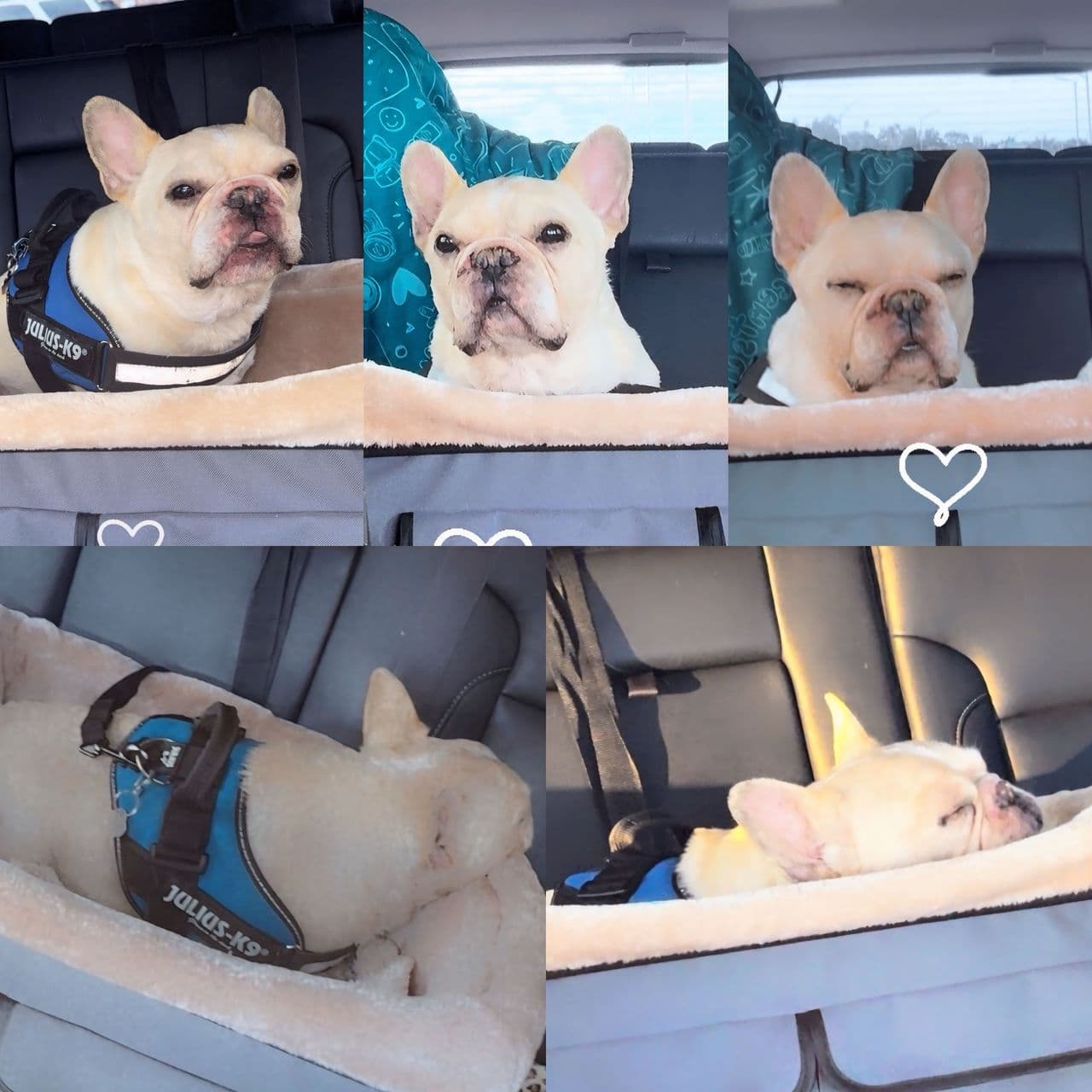 Pet travel photo 3