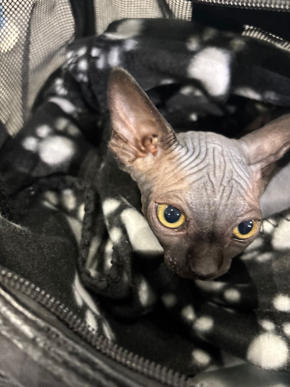 Pet travel photo 1