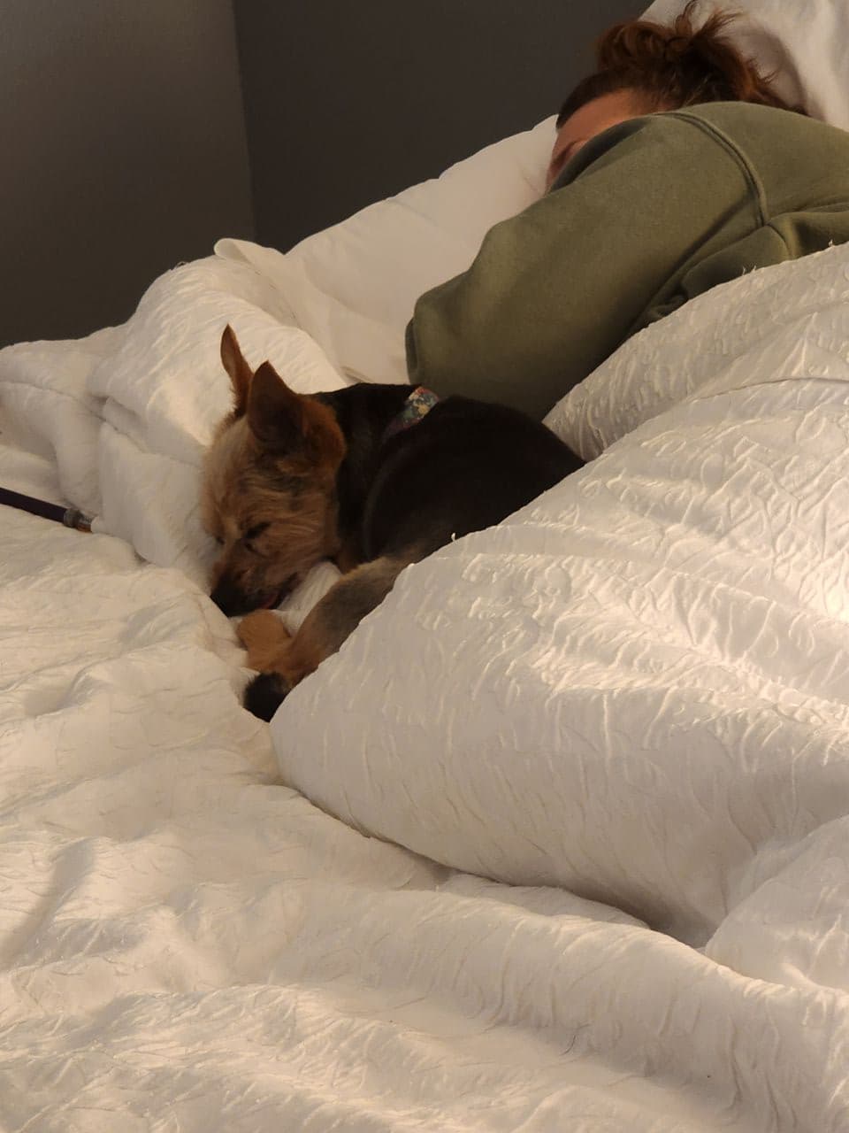 Pet travel photo 3