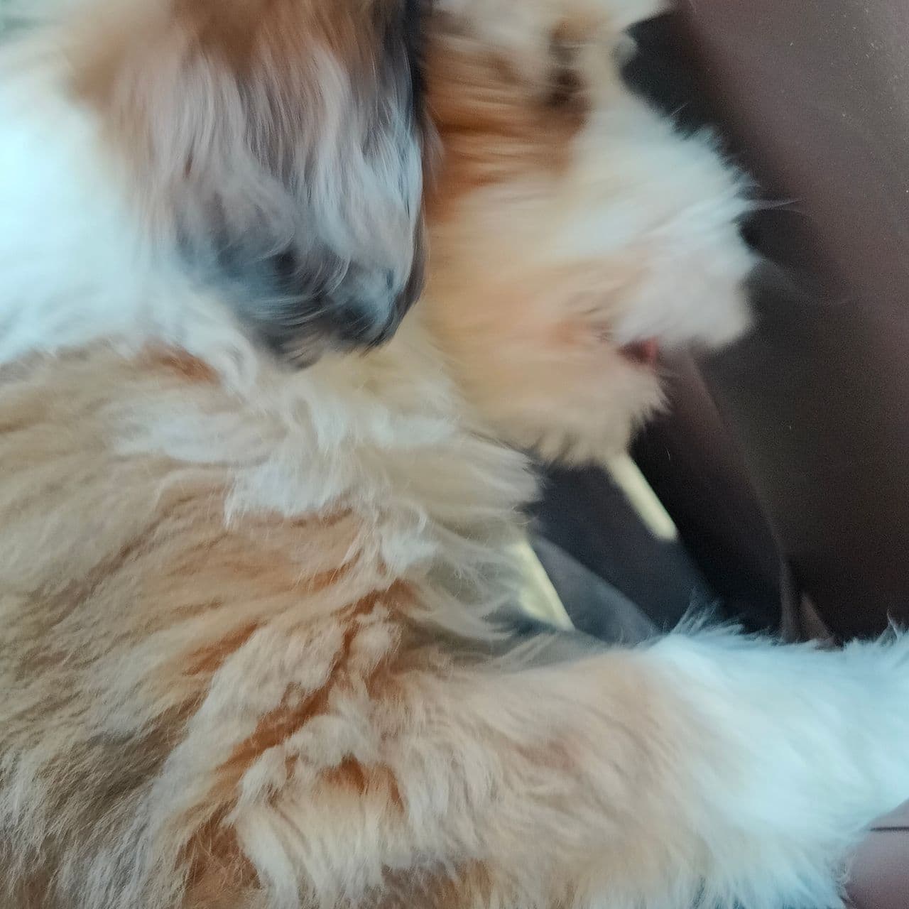 Pet travel photo 3