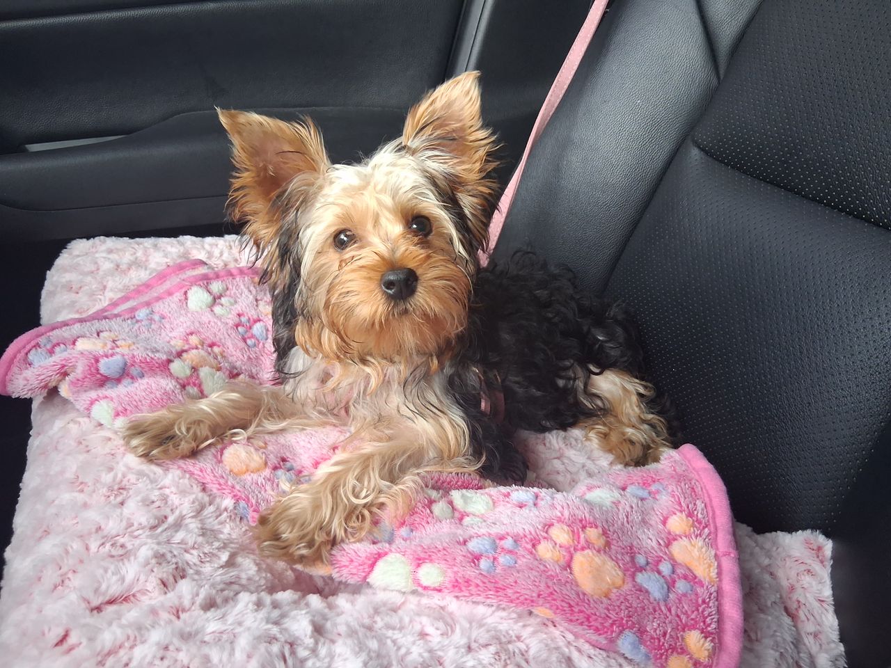 Pet travel photo 4