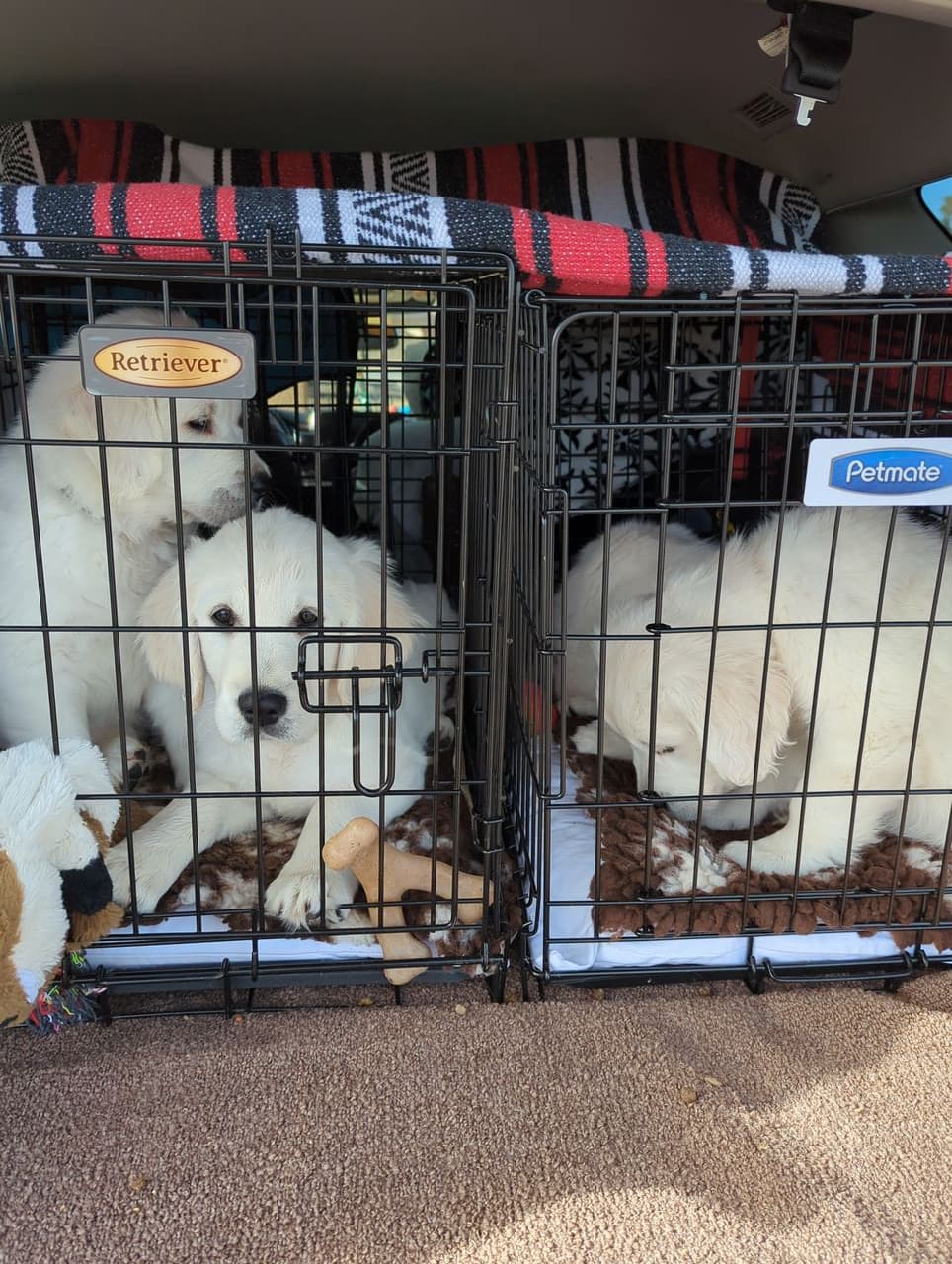 Pet travel photo 6