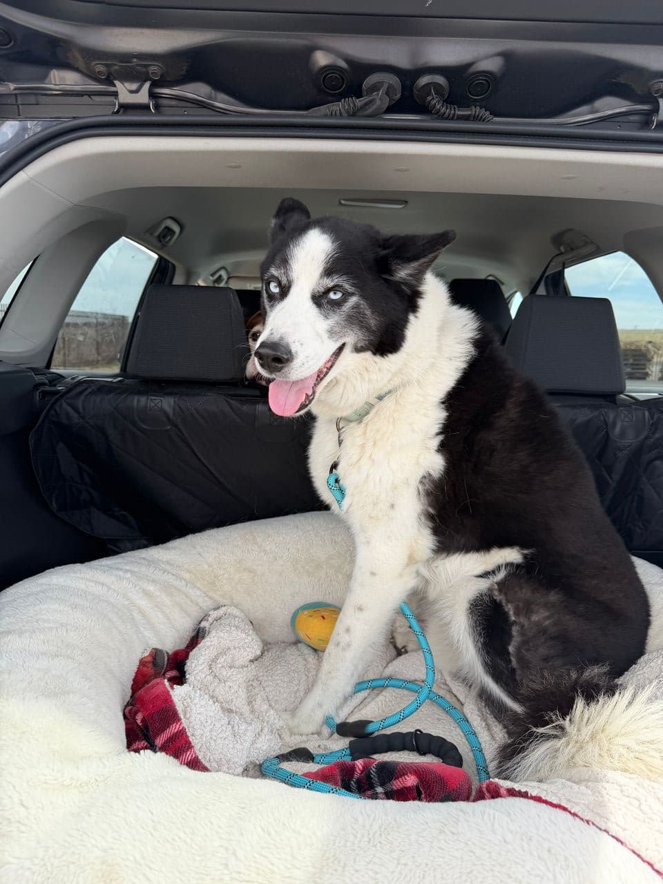 Pet travel photo 1