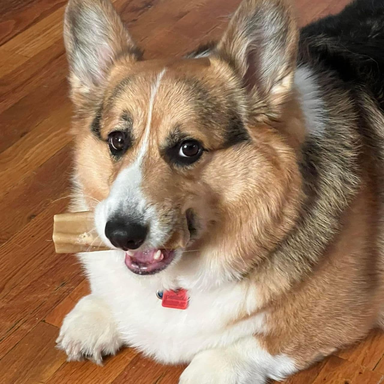 Pet travel photo 6