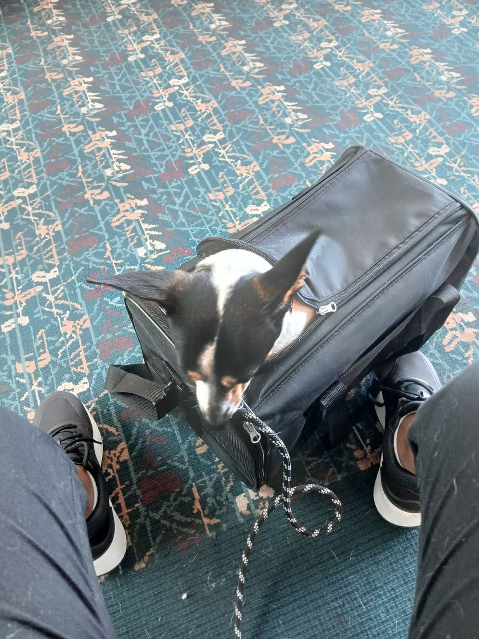 Pet travel photo 3