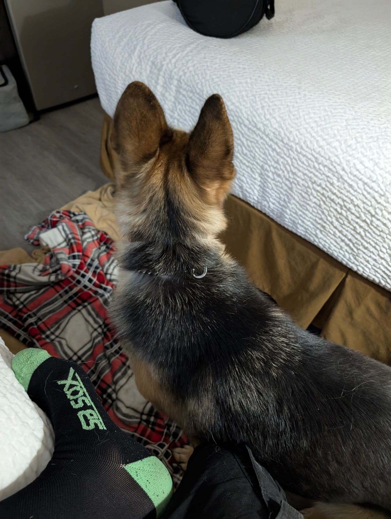 Pet travel photo 3