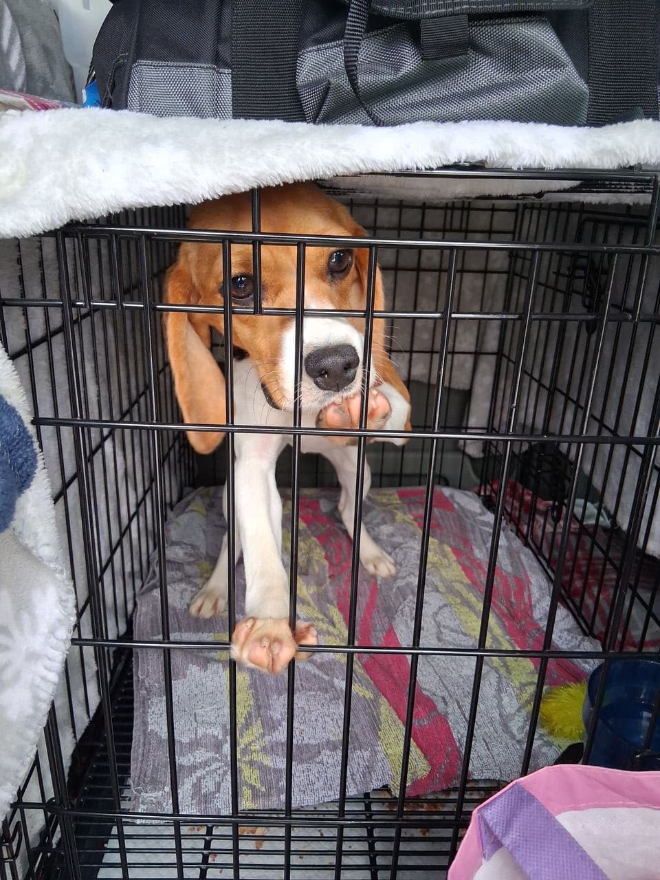 Pet travel photo 2