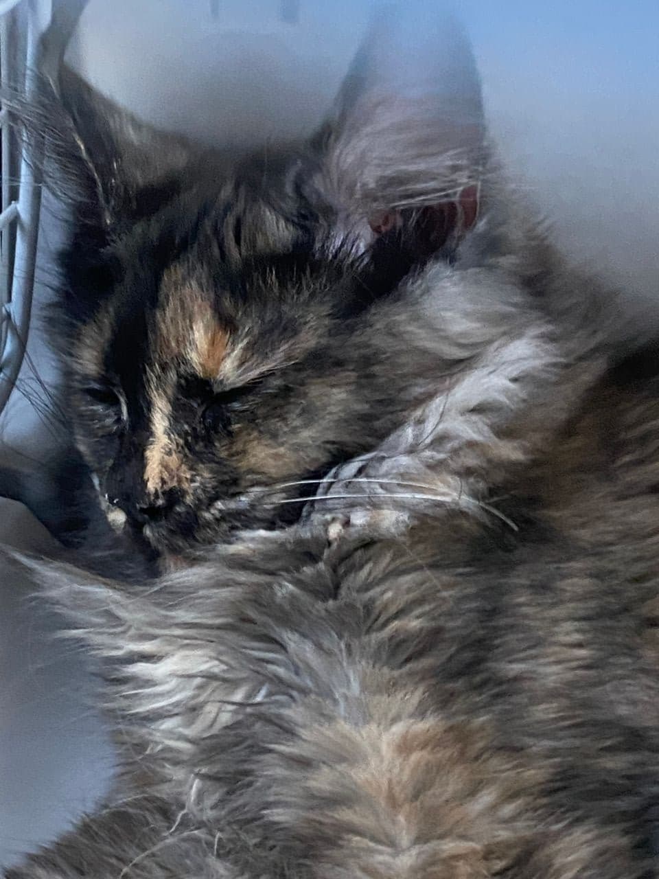 Pet travel photo 5